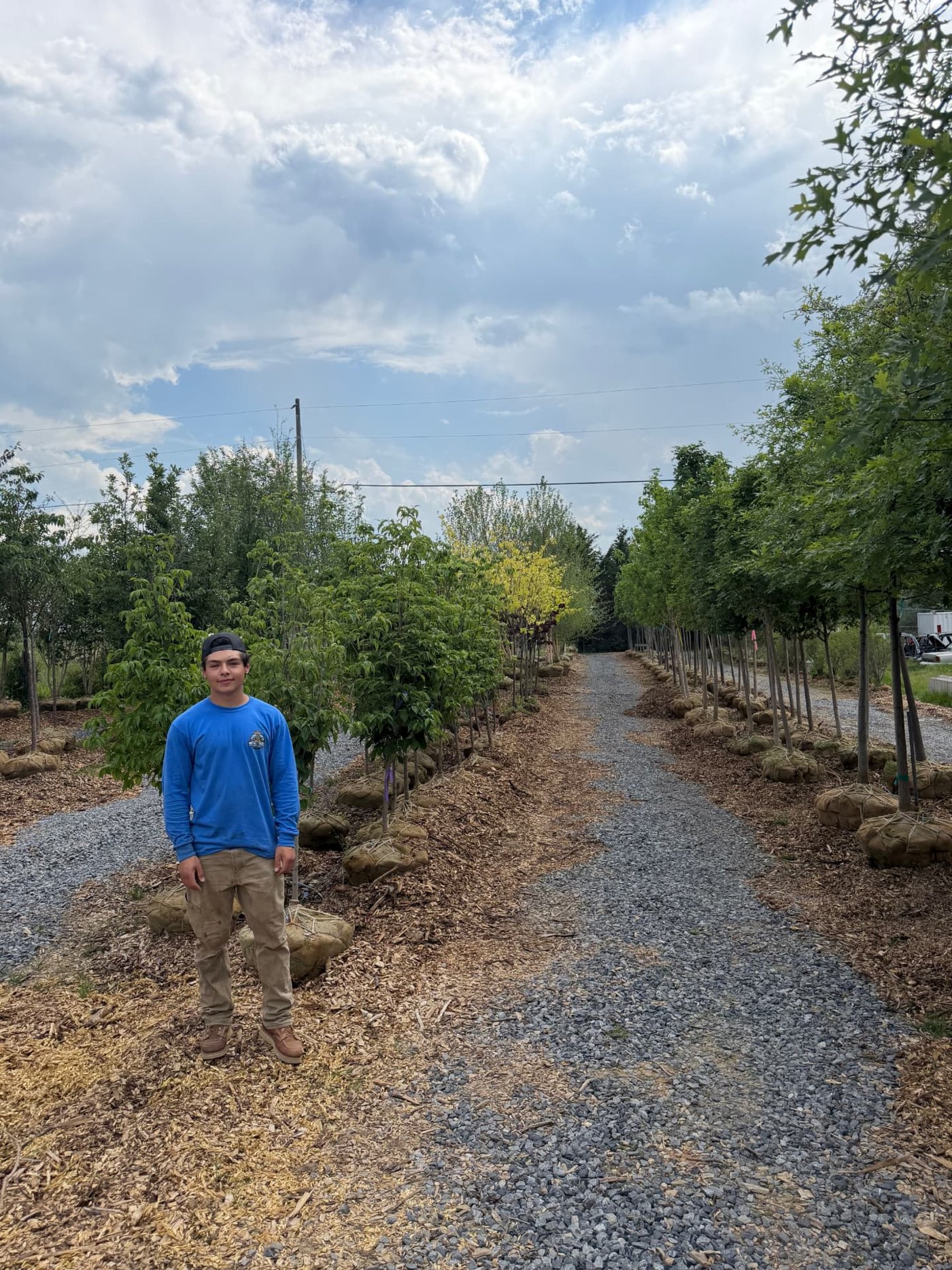 Gravel lane through the tree yard lined with balled-and-burlapped specimen trees