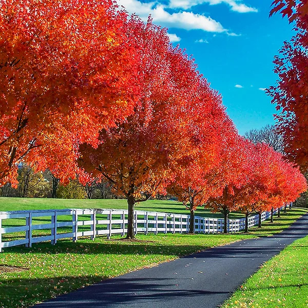 Row of Autumn Blaze Maple trees in brilliant fall color along a winding road