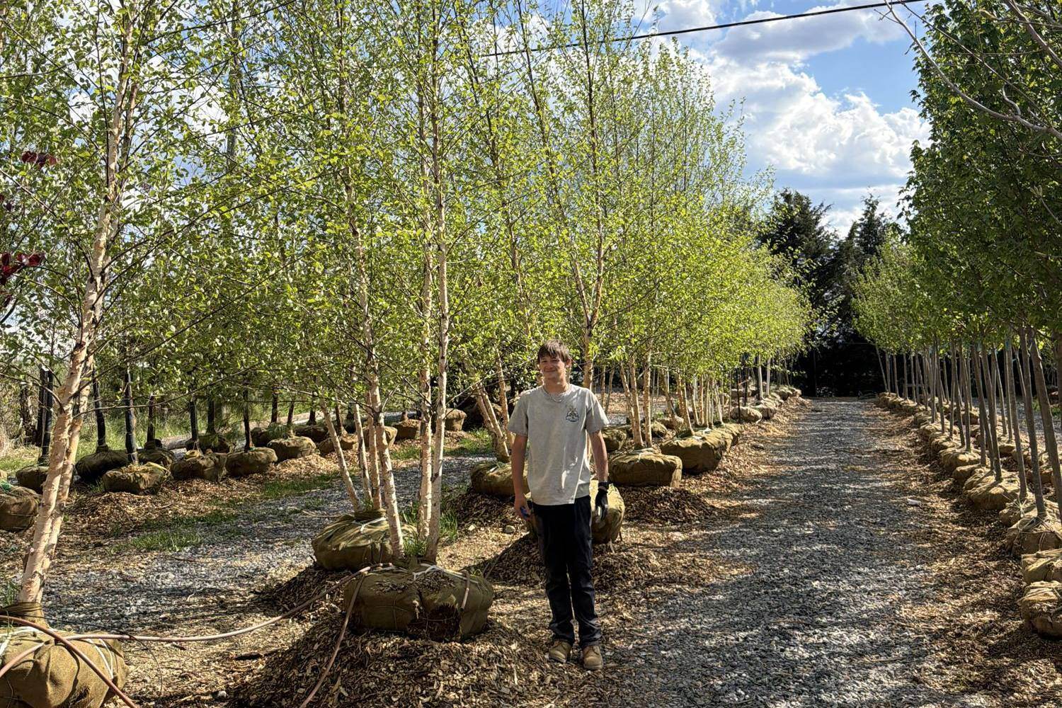 Walking a gravel lane between rows of balled-and-burlapped river birch at the Royal Trees yard in Front Royal