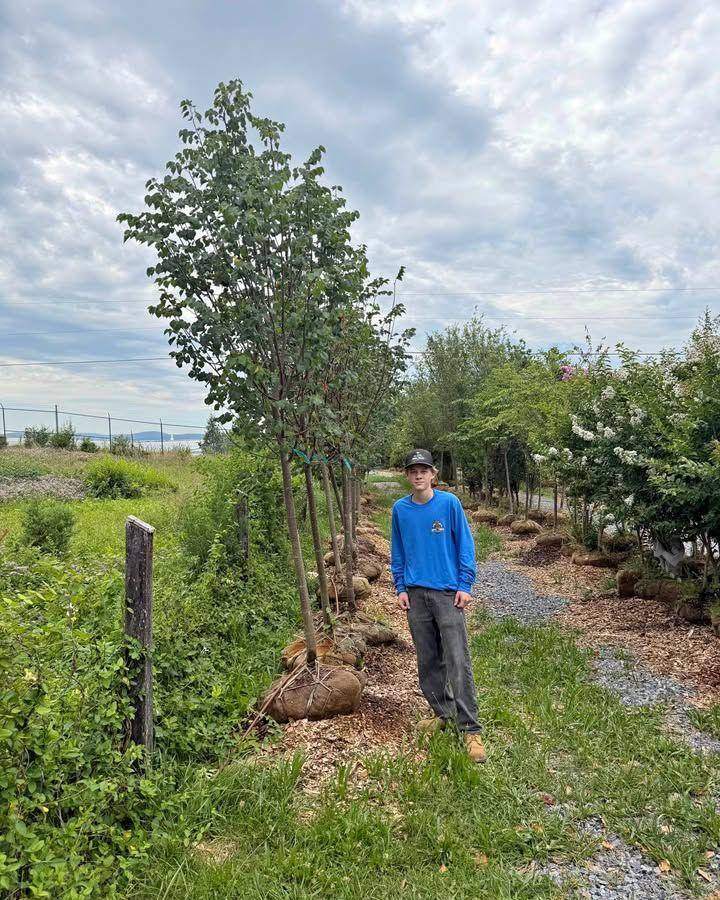 Linden shade tree in the nursery row with a crew member for scale