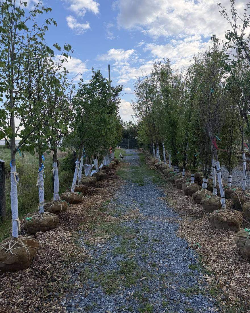 Gravel lane between rows of white-wrapped birch trunks at the nursery